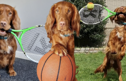 Chú chó chơi tennis cực xuất sắc khiến netizen ngả mũ thán phục