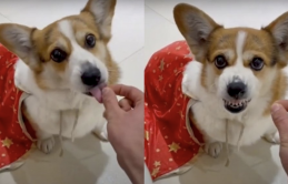 Cún Corgi thay đổi thái độ ra mặt khi biết bị chủ lừa cho ăn không khí