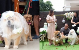 Hôn lễ siêu lãng mạn của cặp đôi 'chó mặt xệ' và phản ứng CĐM: 'Đến chó còn được cưới, mình thì...'