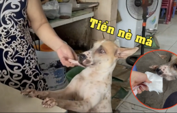 Chú chó thông minh biết nhận tiền từ khách cho chủ