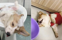 Chú chó Corgi nổi tiếng nhất mạng xã hội Việt vì tài ngủ 23 tiếng/ ngày, chỗ nào cũng bất chấp lăn ra ngáy