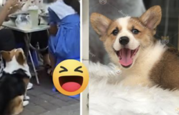 Chó cưng Corgi ú nu vẫn đam mê xin ăn, sen nghĩ ra tuyệt chiêu giảm cân bá đạo khiến ai nấy cũng phì cười