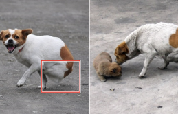 Chú chó bất hạnh nhất TG, bị chủ vứt bỏ còn gặp tai nạn kinh hoàng: “Sống vươn lên vì 4 đứa con”