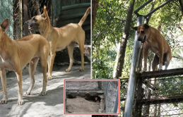 Những chú chó đặc biệt chỉ có duy nhất ở Việt Nam, danh tiếng vươn tầm TG: “Biết đào hang, leo trèo cực giỏi”