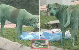 Chú chó đáng thương được phát hiện ngất, trong tình trạng bị bỏ đói: “Người nhuộm thành màu xanh”