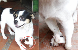 Xót thương chú chó tội nghiệp ở Hà Nội, sinh ra đã dị tật nhưng vô vùng đáng yêu: “Đi đứng cực kì khó khăn”