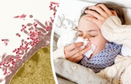 Cúm Nhật Bản – bệnh cúm khắc nghiệt của năm: Tại sao bệnh dễ lây lan và cách phòng ngừa