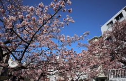 Cận cảnh hoa Anh Đào nở sớm nhất Nhật Bản bừng nở, làm thổn thức mùa đông