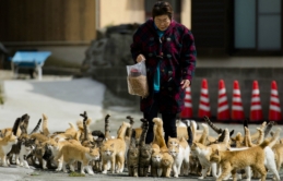 Khám phá hòn đảo “thiên đường” dành cho những tín đồ yêu mèo tại Nhật Bản