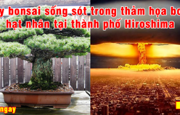 5 ‘siêu cây cảnh’ hiếm có nhất hành tinh, #5 sống sót qua cả thảm họa bom hạt nhân ở Hiroshima