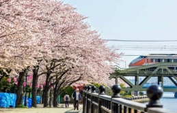 Những cây hoa anh đào lịch sử của Tokyo