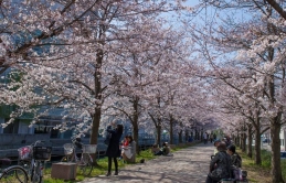Hoa anh đào nở rộ ở Kochi, phá kỷ lục hoa nở ở Nhật Bản chỉ trong vòng 2 ngày
