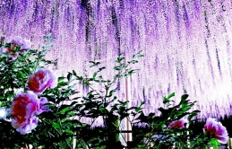 11 địa điểm trốn nắng dưới tán hoa Tử đằng khắp nước Nhật
