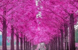 Những con đường hoa đẹp nhất Nhật Bản bạn sẽ muốn đến đây