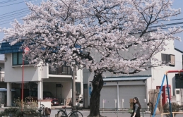 Ngắm hoa anh đào qua ống kính của du học sinh Việt tại Nhật Bản