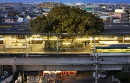 Ga tàu điện ở Nhật Bản ‘né’ cây 700 tuổi khi xây dựng
