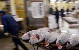 Nhật Bản: Chợ đấu giá cá ngừ nổi tiếng 'điêu đứng' vì nắng nóng
