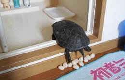 Rùa vật nuôi ở Nhật Bản đẻ trứng và kết quả là người chủ biến chúng thành... đồ ăn