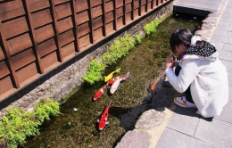 Lạ lùng thành phố Nhật Bản nuôi cá Koi dưới đường ống nước