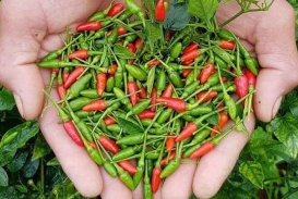 Những lợi ích tuyệt vời mà ớt xanh mang lại cho sức khoẻ con người