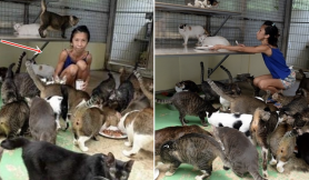 Nhịn ăn để nuôi 150 con mèo, người phụ nữ bị suy dinh dưỡng đến mức báo động: “Cô không hề hối hận vì điều này”