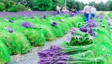 Cánh đồng hoa oải hương ở Washington mê hoặc uyên ương mùa cưới