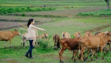 Thu nhập mỗi tháng 5.000 USD, Việt Kiều Mỹ bỏ về Việt Nam chăn....bò: Có bị bắt bỏ tù cũng quyết ở lại Việt Nam