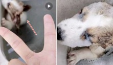 CĐM dậy sóng vì hành động của thanh niên với chú chó nhỏ Corgi: Bỏ vào máy giặt đầy nước đang quay
