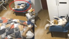 Chó cưng nằm thảnh thơi ăn bánh khiến dân mạng sửng sốt