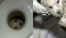 Nghe tiếng kêu gào thảm thiết, người chủ hoảng hốt khi phát hiện chú chó nhỏ bị mắc kẹt dưới toilet