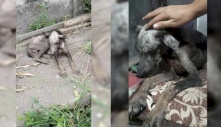 Sự tái sinh kỳ diệu của chú chó bị ngược đãi, nhiễm bệnh và suy dinh dưỡng nghiêm trọng