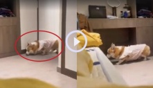 Chú chó Corgi rón rén lên giường ngủ chung với chủ: Đi vài bước lại lấm lét nhìn xem có bị phát hiện không