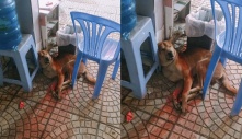 Chú chó may mắn thoát khỏi tay cẩu tặc, giờ lại được cả công ty cung phục hết sức