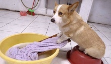 Corgi chân ngắn mông to, vừa đáng yêu vừa hài hước: Giật giải vô địch thú cưng