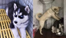 Husky ương không dạy nổi, chủ giận gửi về quê, may qua có đứa dạy dỗ thay mình