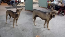 Chú chó hàm hô đầy 'liêm sỉ', bị chê xấu ngay lập tức mặt quạu