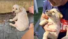 Chú chó vô gia cư bị gãy chân trên đường: Bật khóc khi lần đầu tiên được ôm ấp, yêu thương