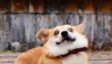 Biểu cảm lém lỉnh siêu cấp đáng yêu của Boss Corgi 'gây nức nở' trong lòng các con sen