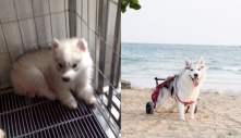 Chú chó bị dị tật bẩm sinh liên tục bị chối bỏ: Cuộc sống thay đổi bất ngờ khi ân nhân đến