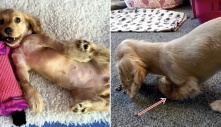 Chú chó xinh xắn nhưng kém may mắn, sinh ra với cơ thể không lành lặn: “Nhìn em ai cũng thương”