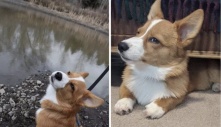 Khoảnh khắc những chú Corgi sở hữu khuôn mặt 'vui vẻ vẫn quạu', thần thái sưng xỉa vô địch