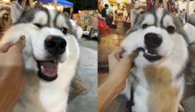 Bán gấu bông ế ẩm, chú chó Husky quyết định cho khách nựng miễn phí nếu mua 1 con gấu