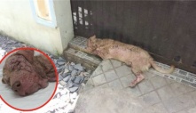 Câu chuyện đầy nước mắt về một chú chó trung thành bị chủ bỏ rơi cách nhẫn tâm