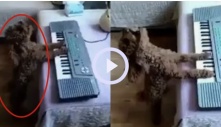 Chó cưng vừa đàn vừa hát cực phiêu khiến nhiều người thẫn thờ