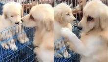Chủ nghèo không nuôi nổi, mang chó con đi cho, chó mẹ ngậm ngùi ôm chặt khi biết tin sắp phải chia xa