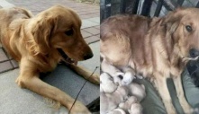 Giúp đỡ bé chó gầy còm trông rất đáng thương, chàng trai được trả ơn bằng món quà quý giá