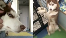 Vẻ mặt 'cạn lời' của em chó Husky khi bị chủ mang ra làm trò khiến cư dân mạng cười ngất