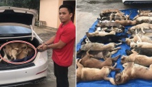 Ám ảnh hình ảnh gần 40 chú chó, nằm sấp lốp trong cốp xe của ông giám đốc: “Lời biện minh không ai chấp nhận được”