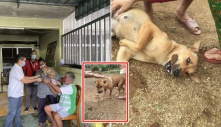 Chú chó cứu gia đình 5 người khỏi đám cháy, bà chủ nhà phải thốt lên: “Xưa giờ tôi thật có lỗi khi đối xử tệ với nó”