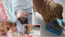 Chú chó đảm đang nhất TG, gánh cả nhà còng lưng: “Biết dọn dẹp, lau sàn, đắp chăn cho em ngủ”